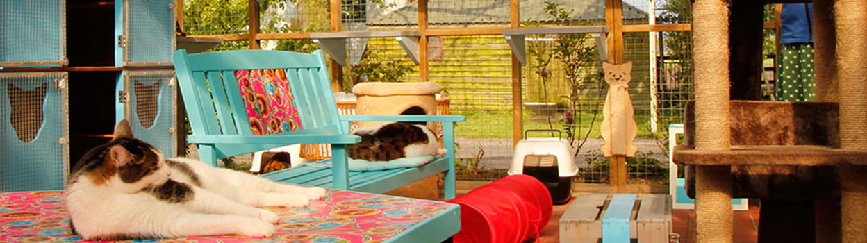 Kattenpension De Kattenburg